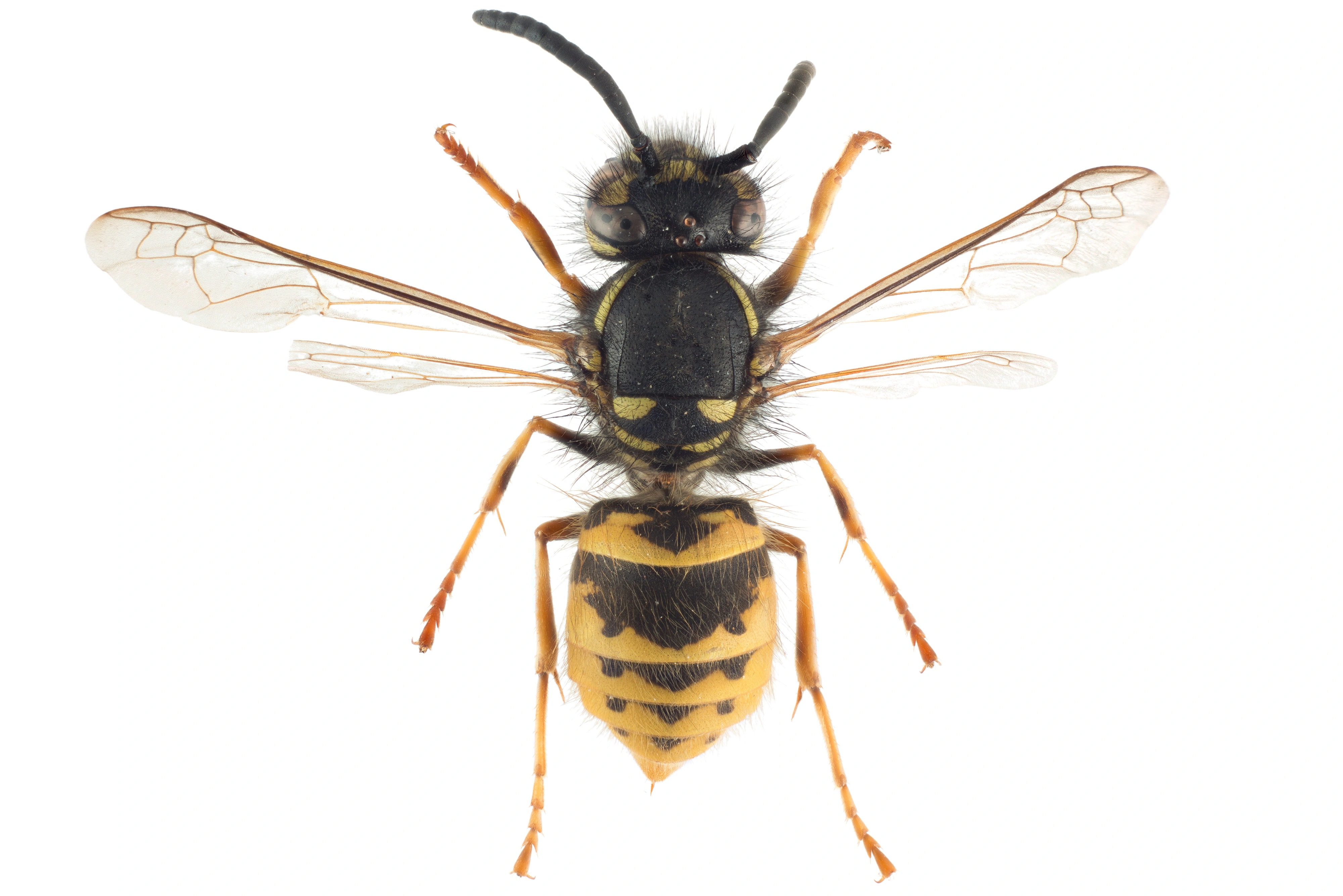 : Vespula vulgaris.