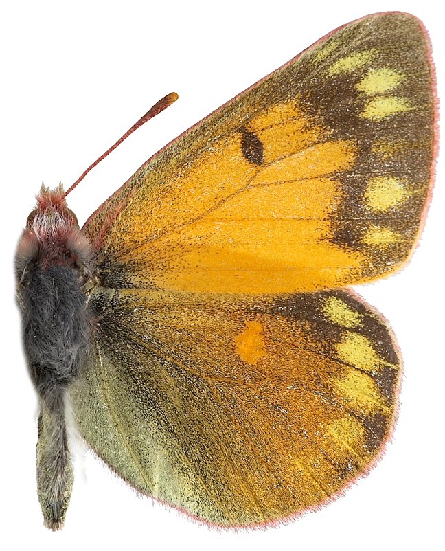 : Colias hecla.