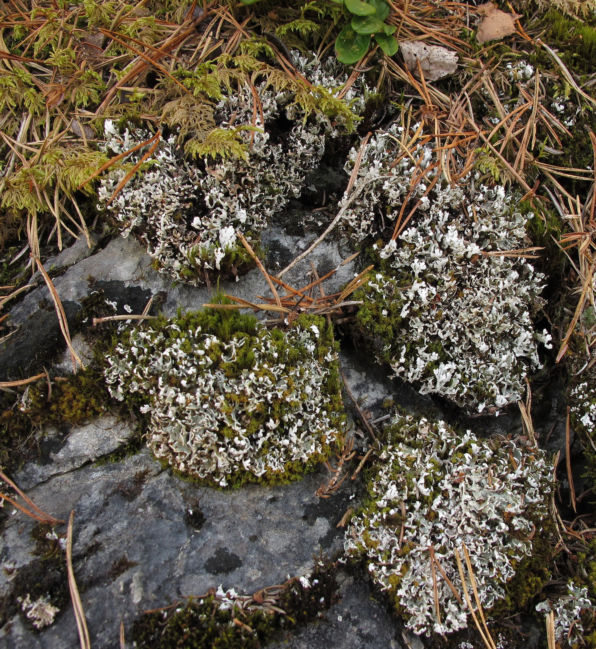 : Cladonia symphycarpa.