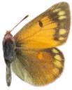 : Colias hecla.