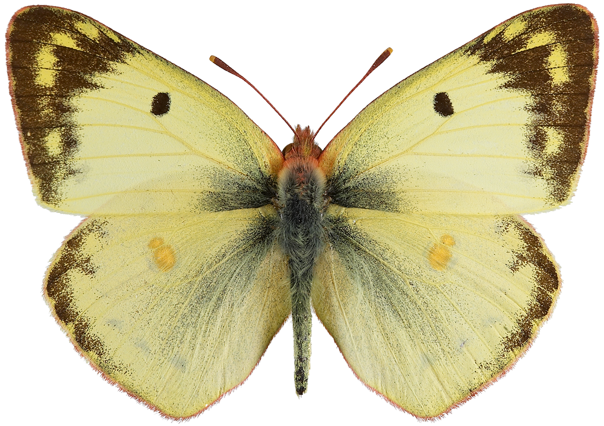 : Colias hyale.