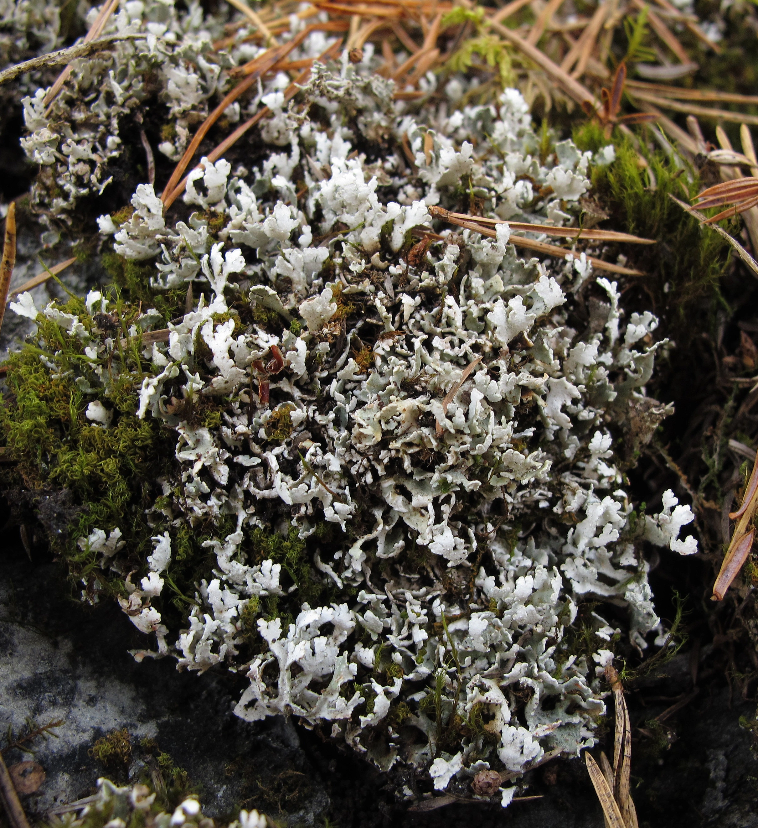 : Cladonia symphycarpa.