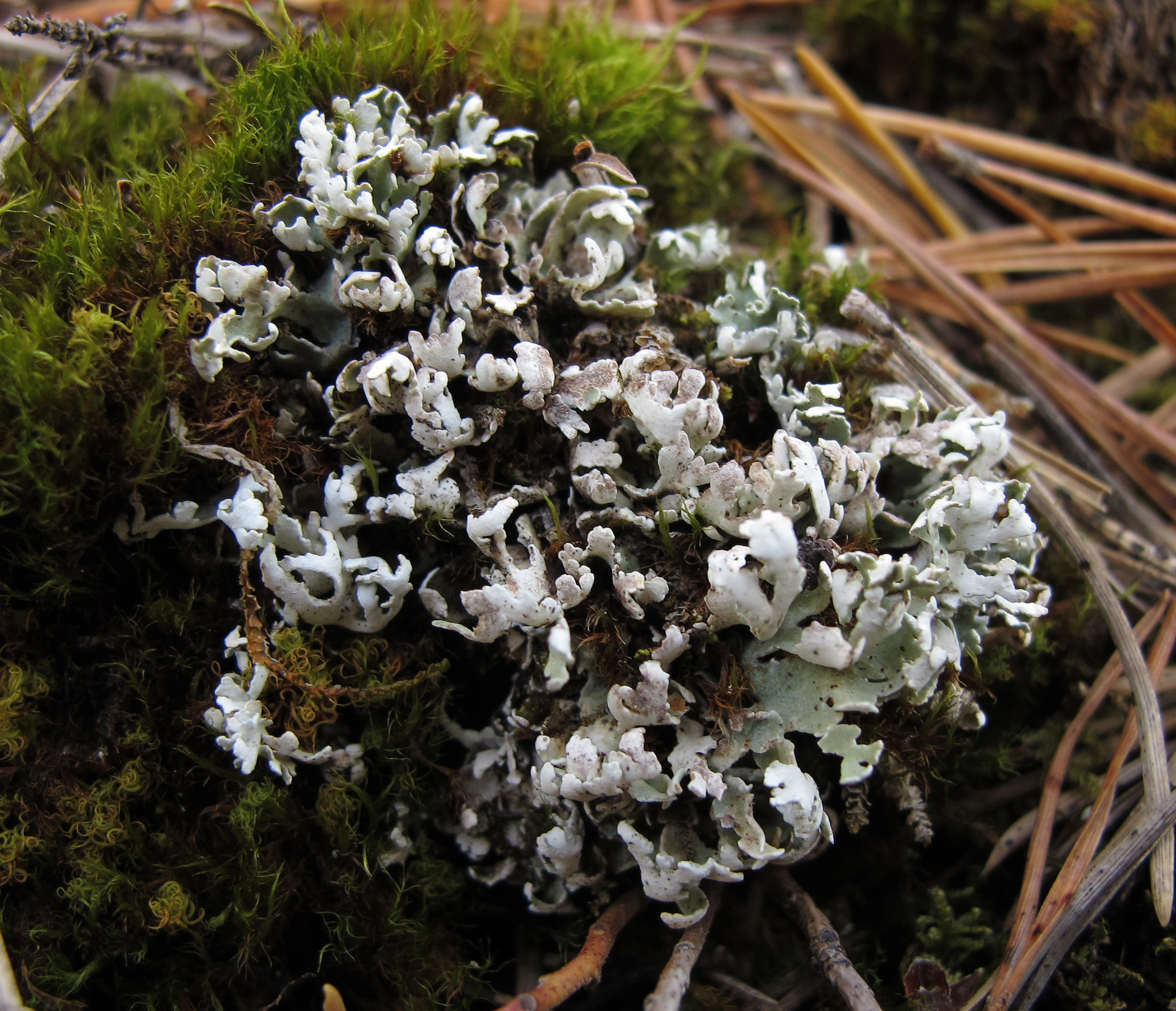 : Cladonia symphycarpa.