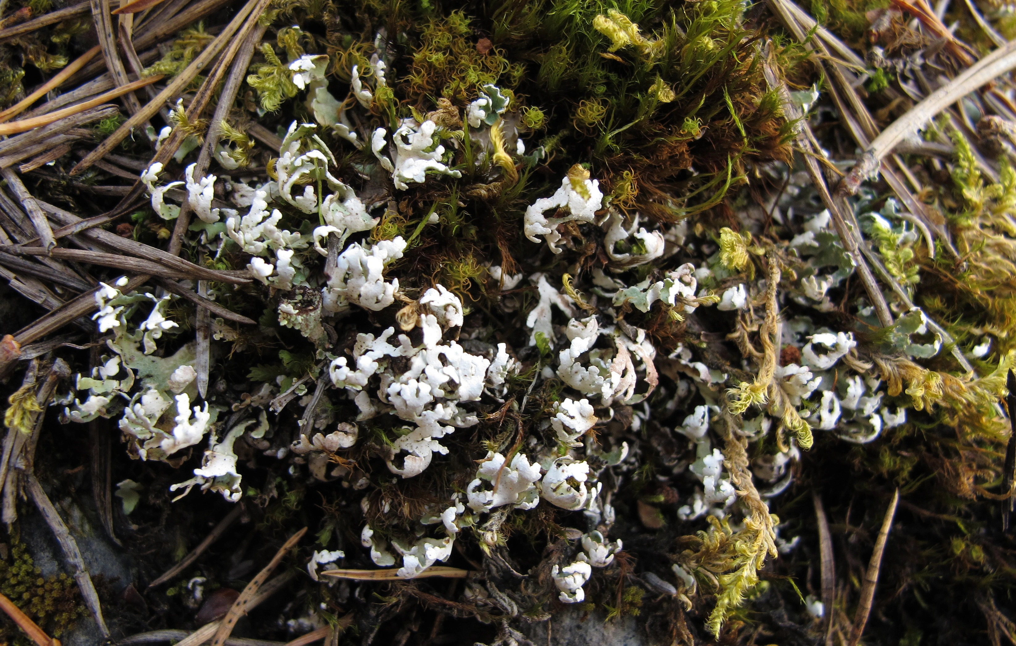 : Cladonia symphycarpa.