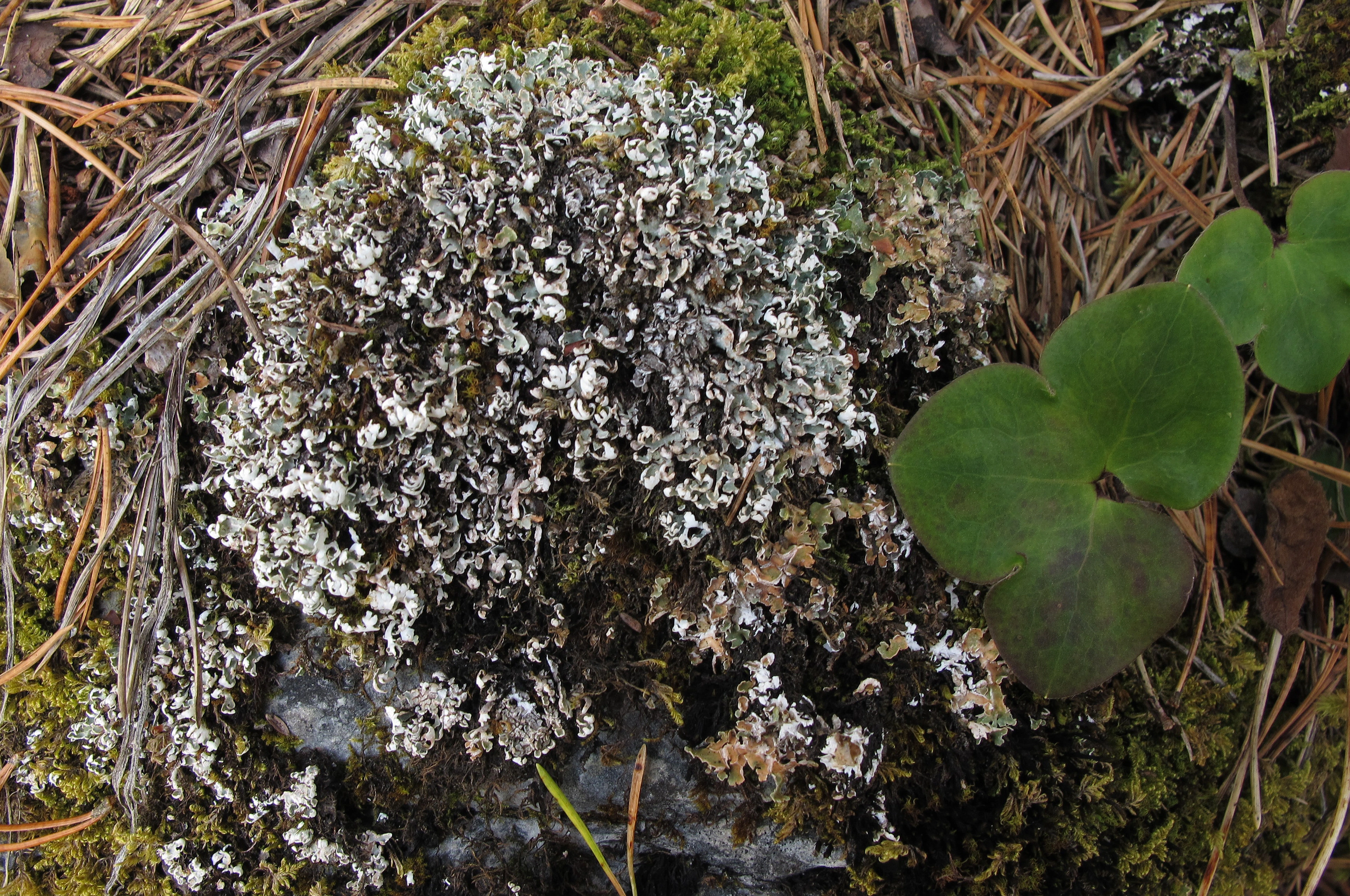 : Cladonia symphycarpa.