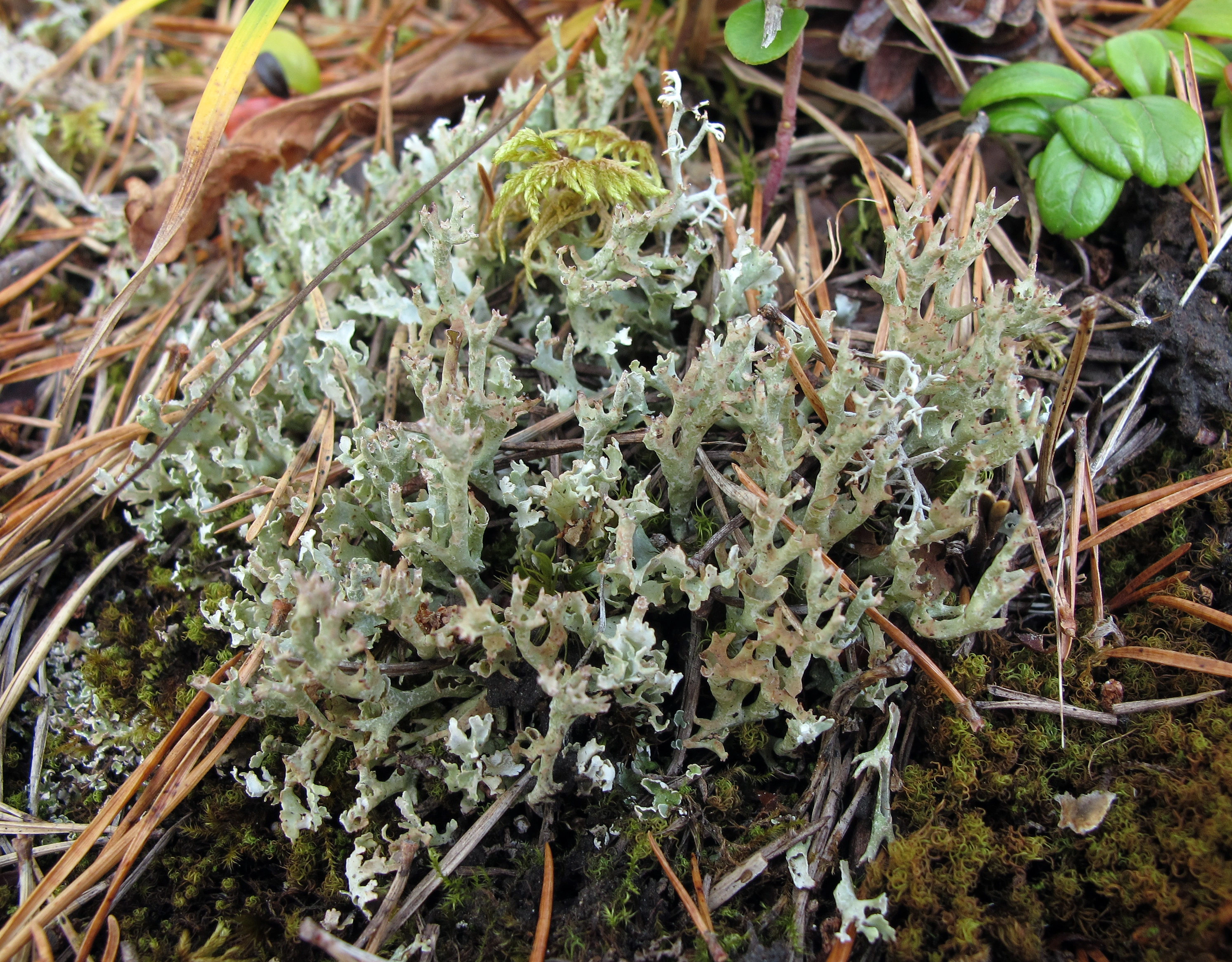 : Cladonia turgida.