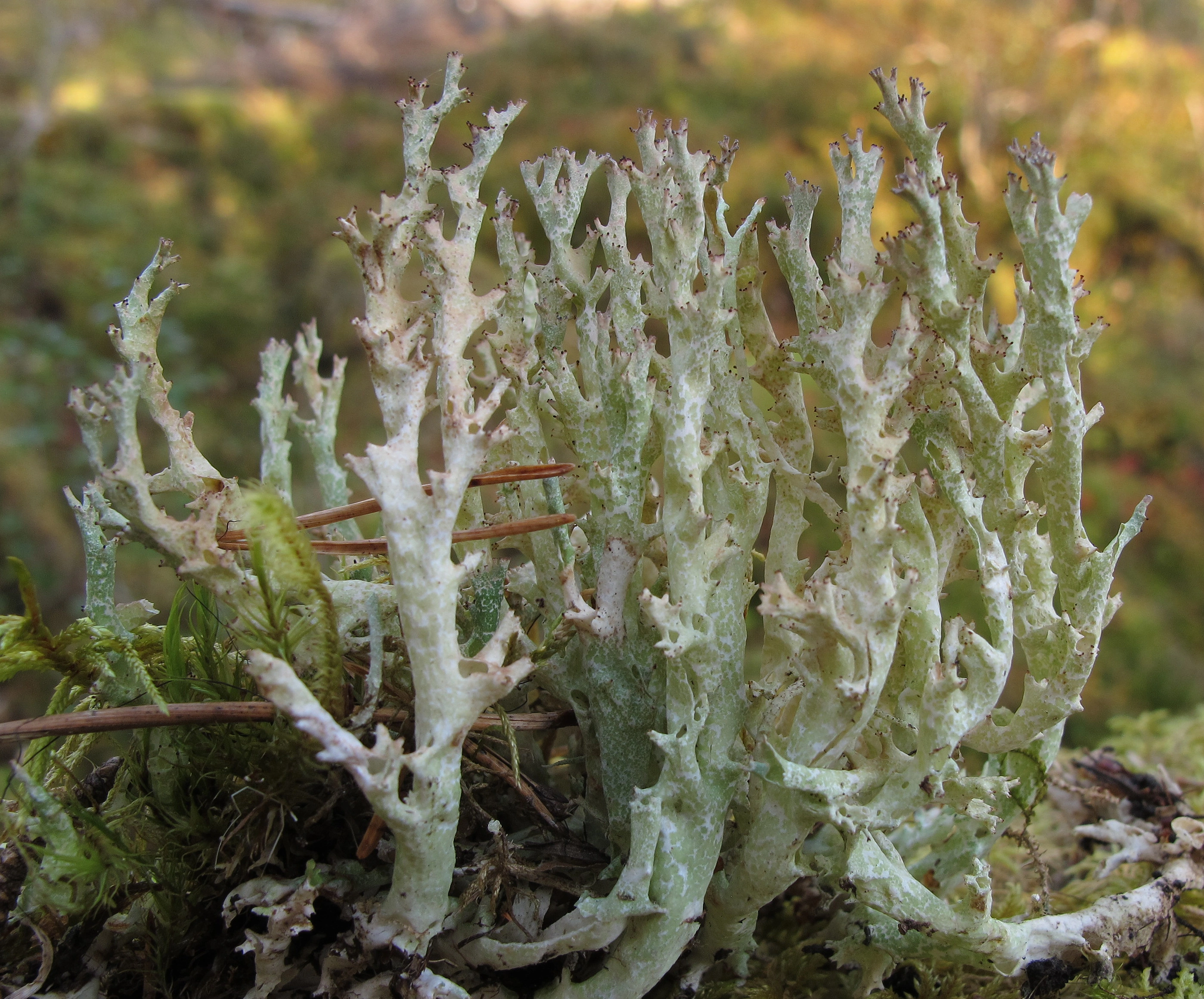 : Cladonia turgida.