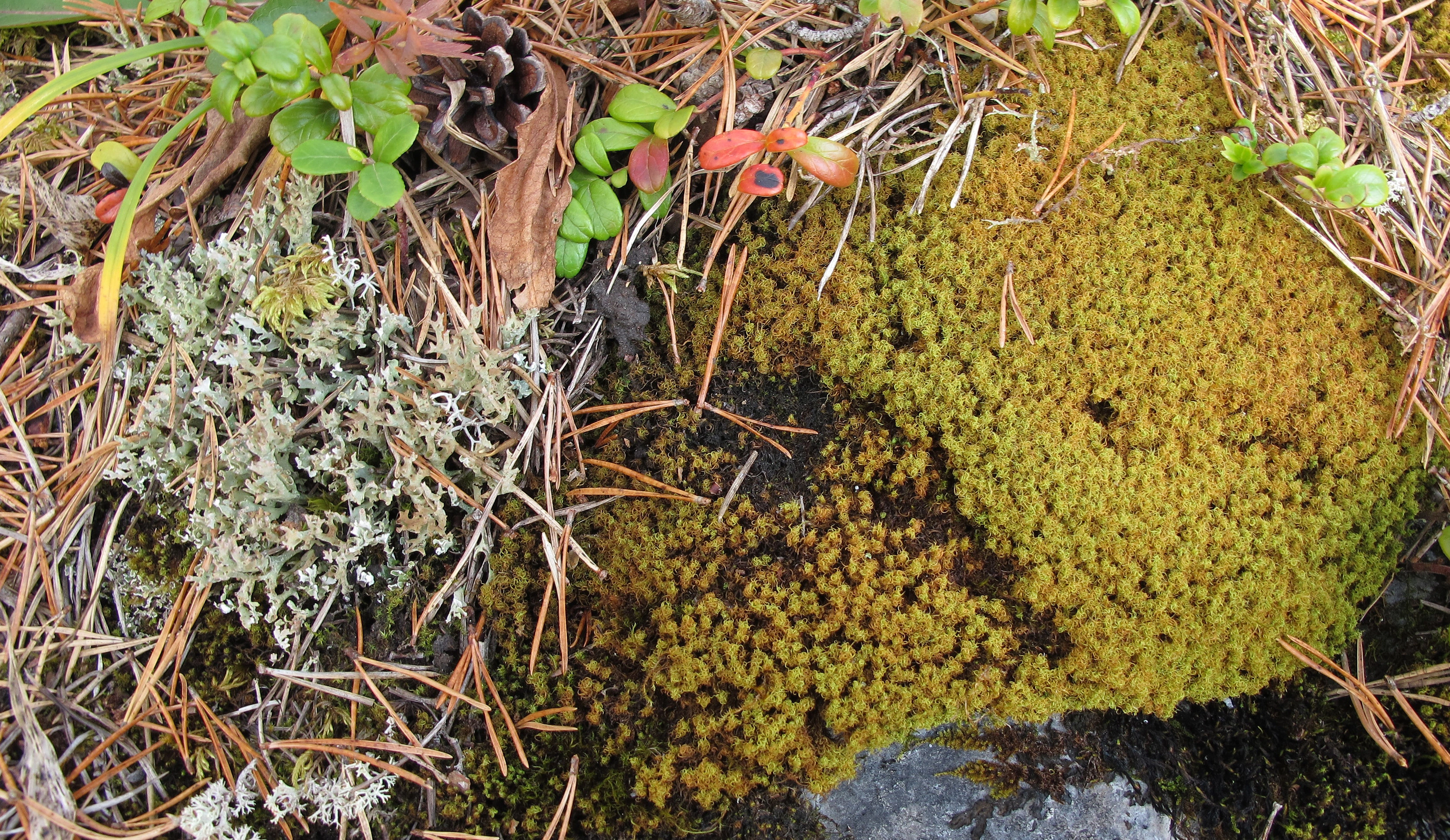 : Cladonia turgida. : Tortella tortuosa.