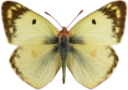 : Colias hyale.