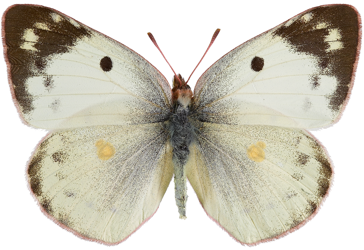 : Colias hyale.