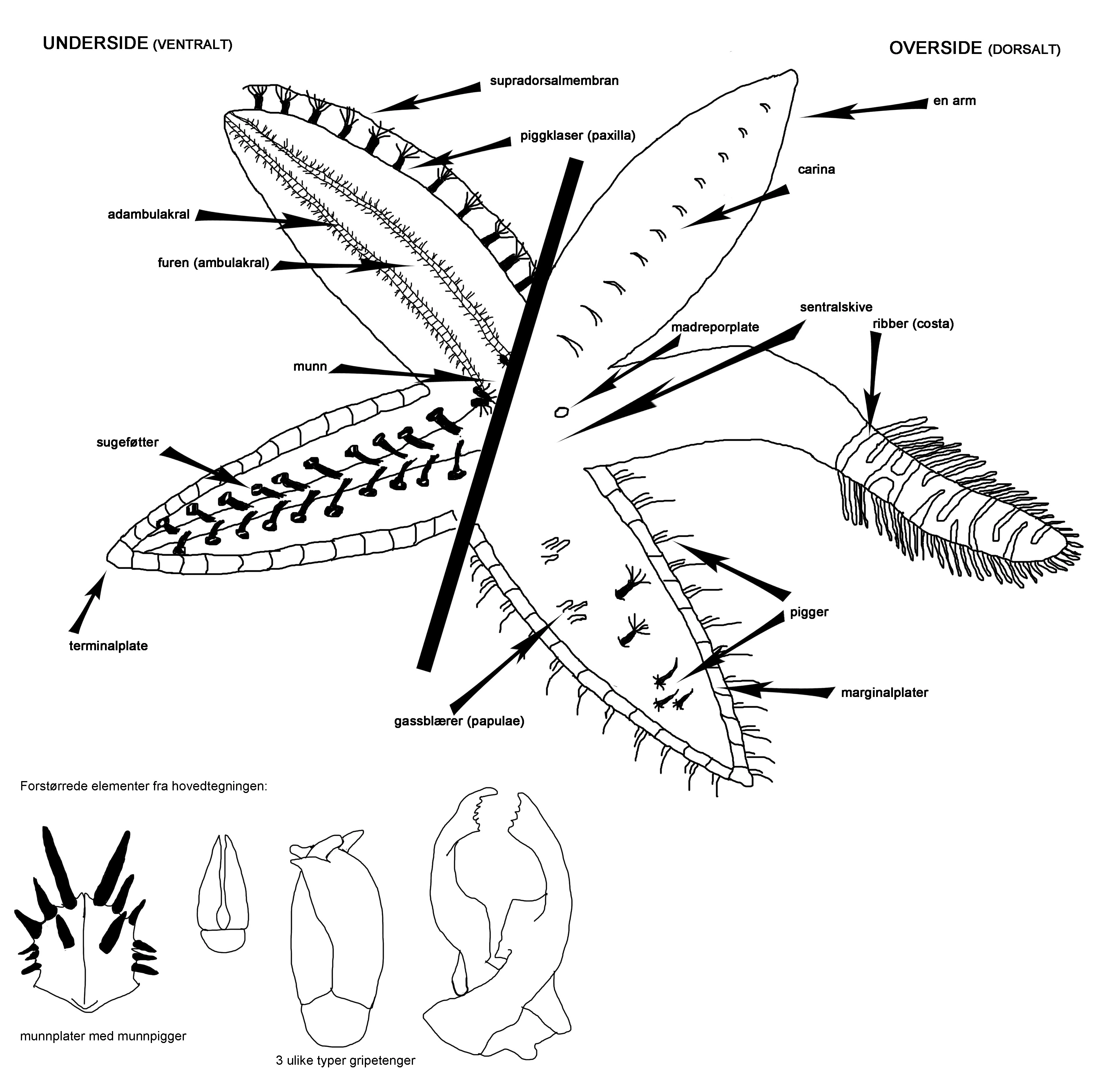 : Asteroidea.