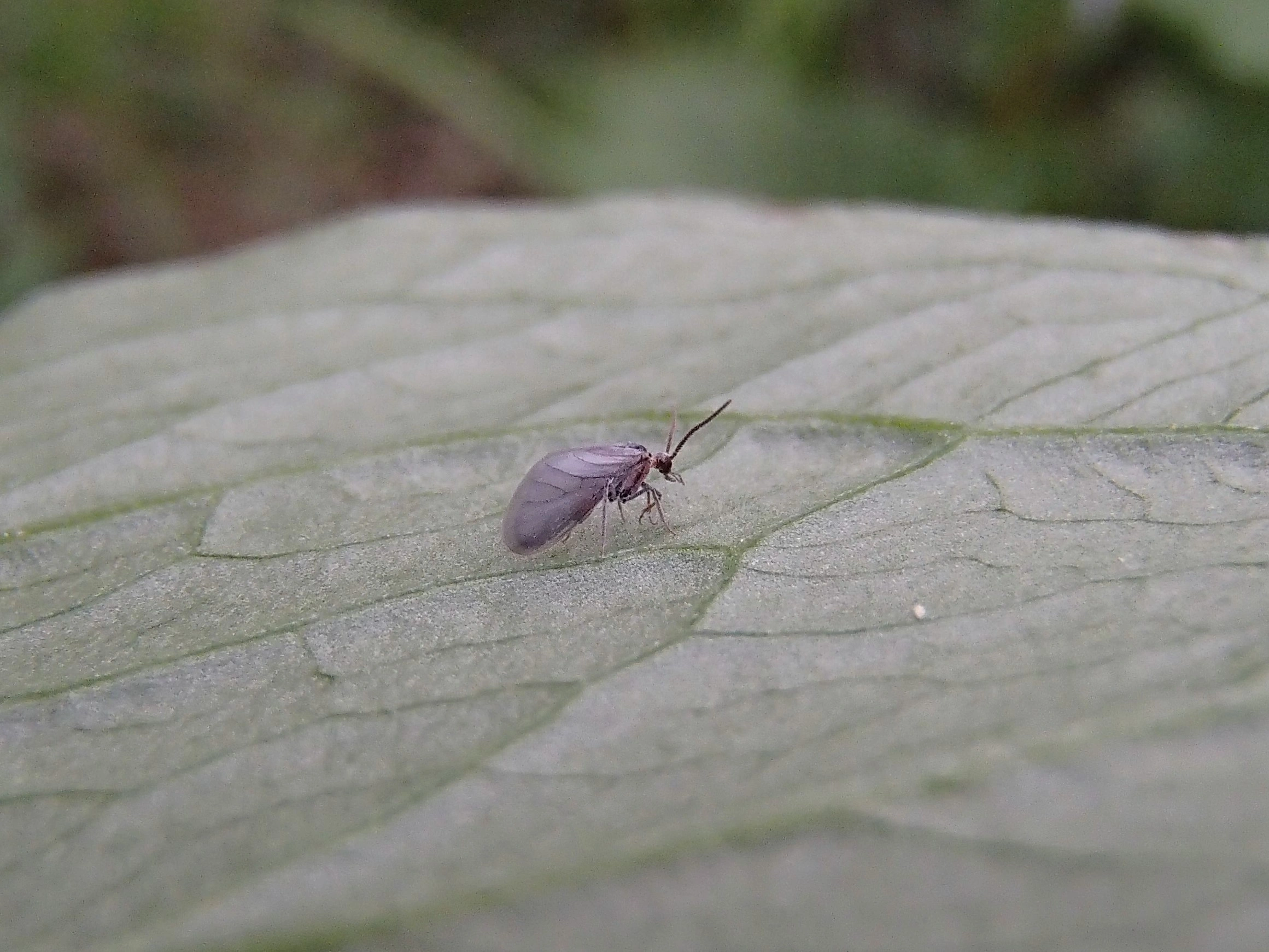 : Coniopteryx tineiformis.