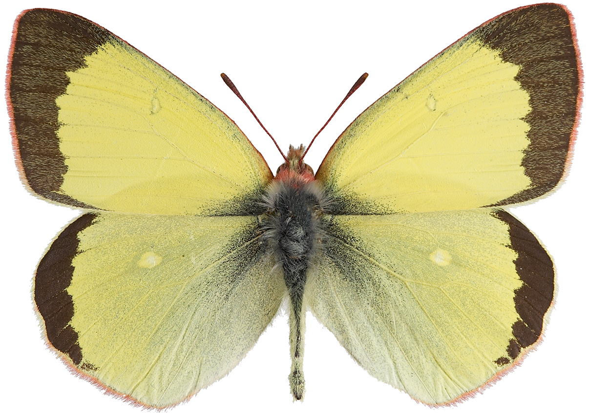 : Colias palaeno.