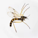 : Pachyneura fasciata.