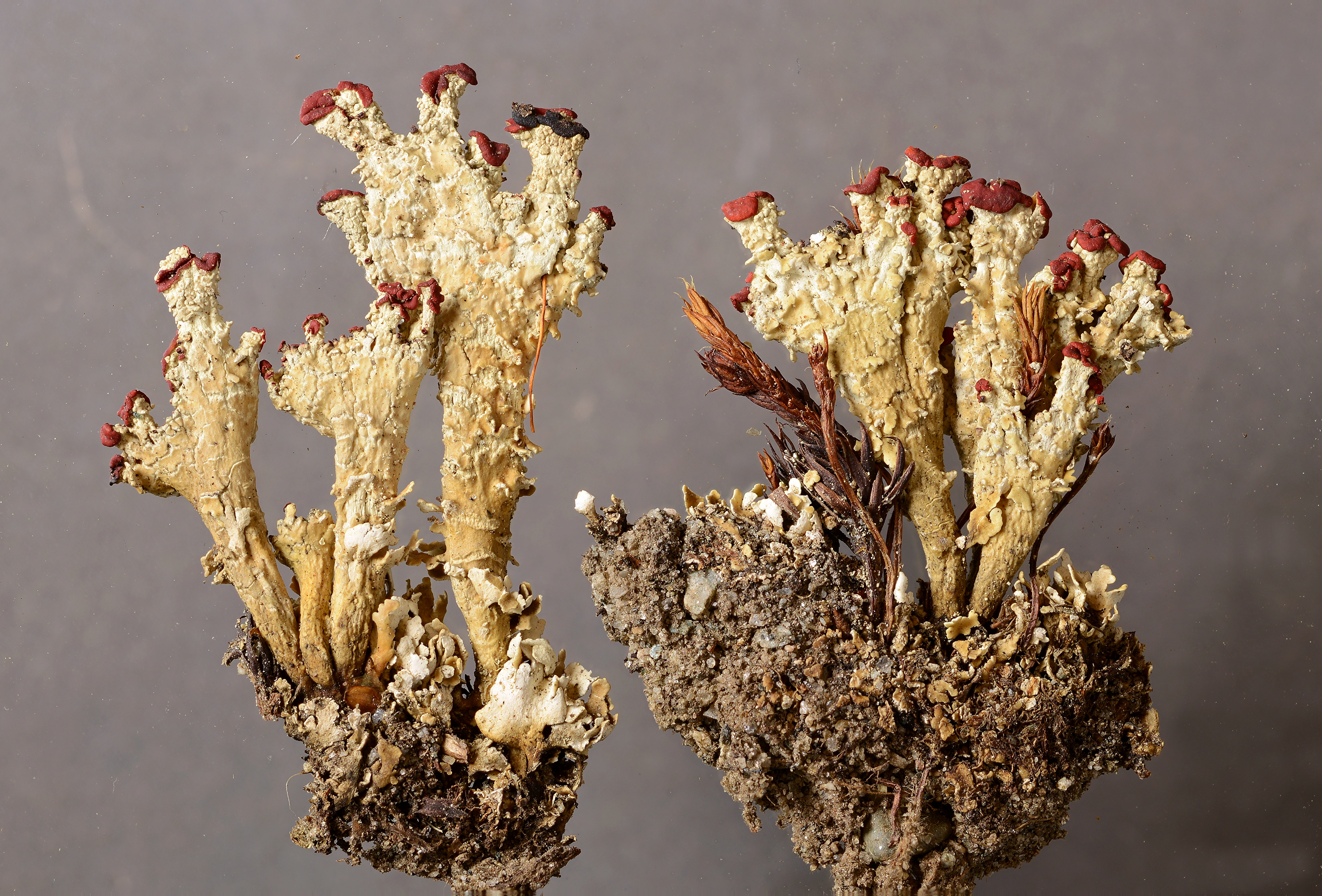 : Cladonia borealis.