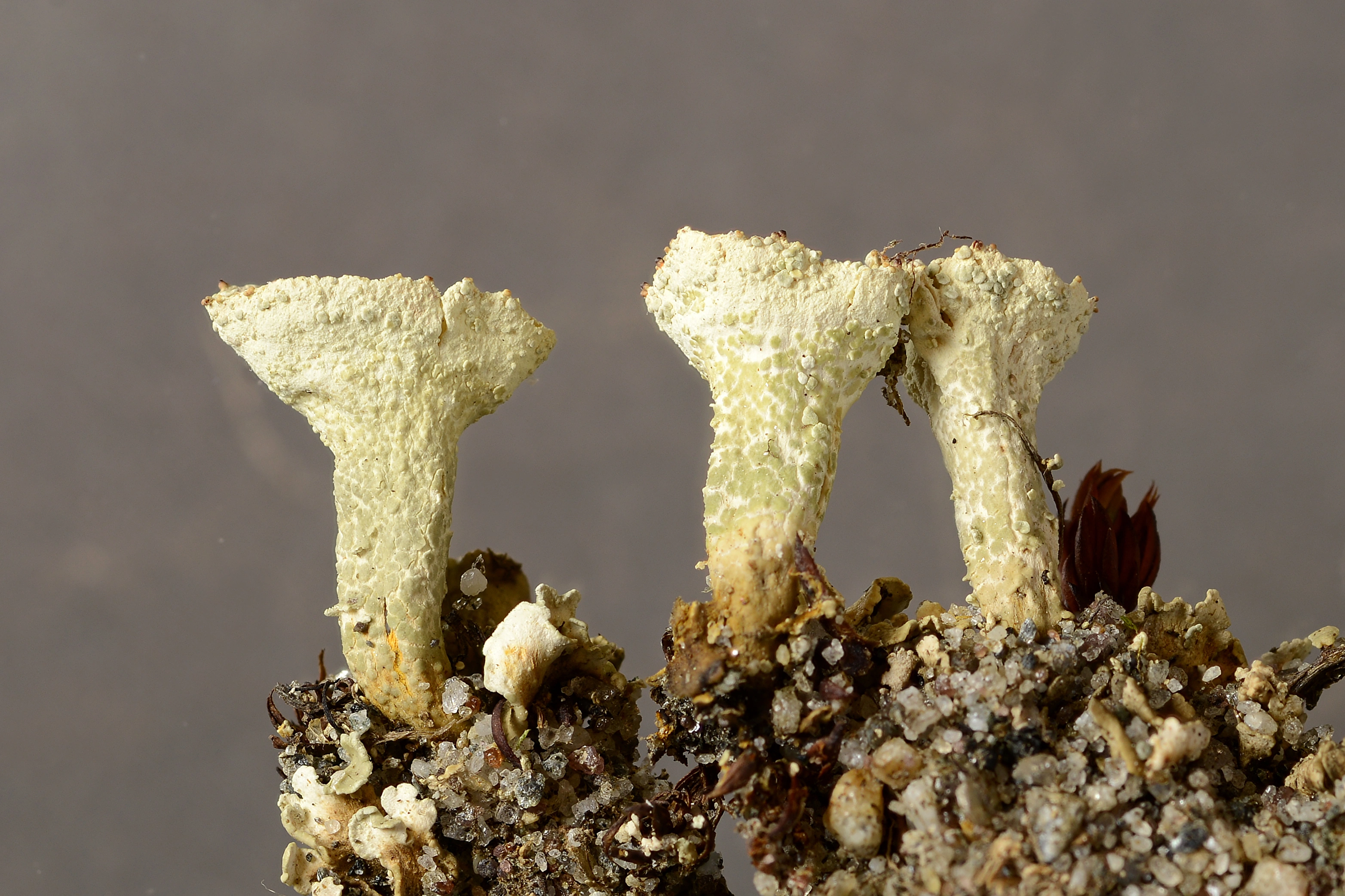 : Cladonia borealis.