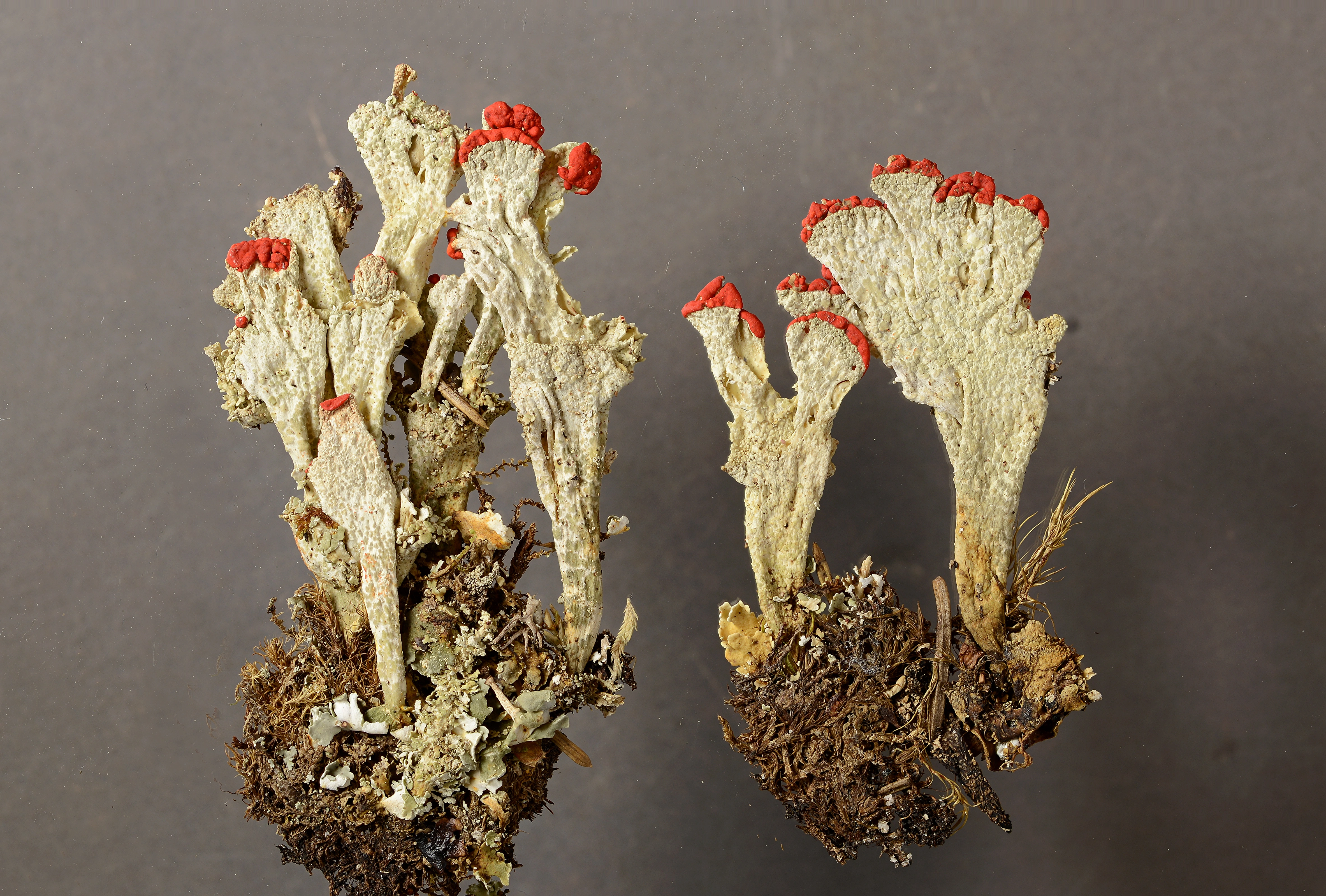 : Cladonia borealis.