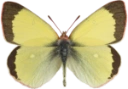 : Colias palaeno.