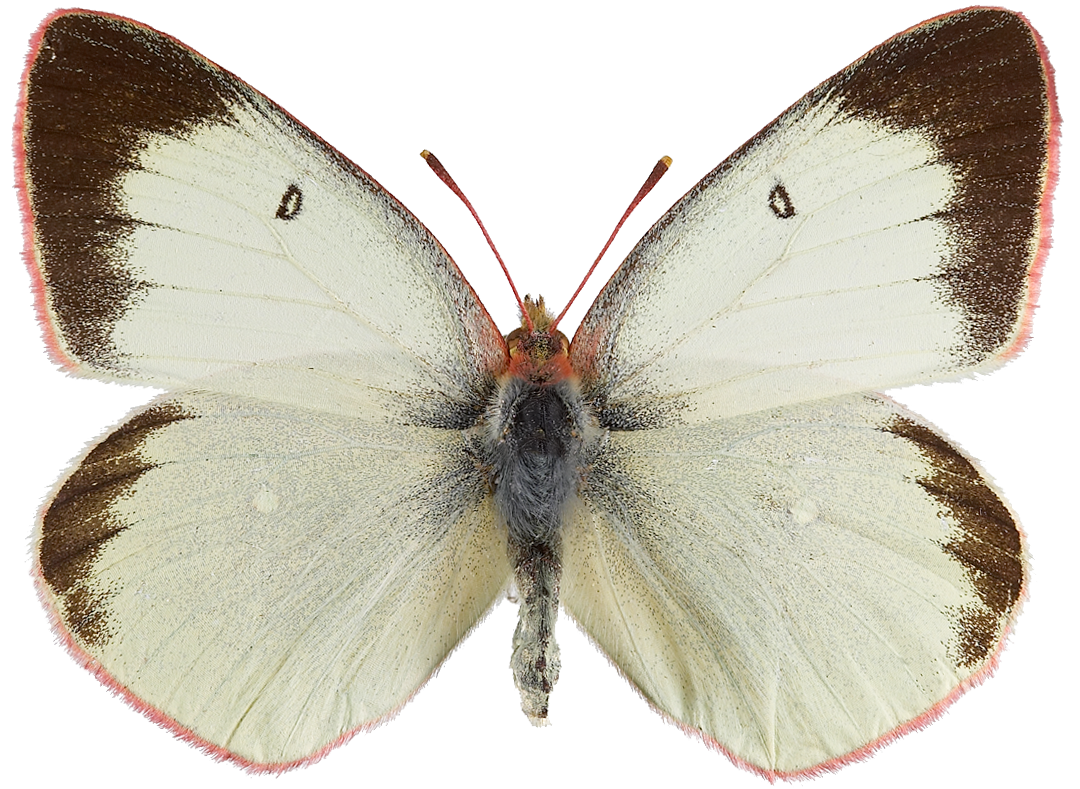 : Colias palaeno.