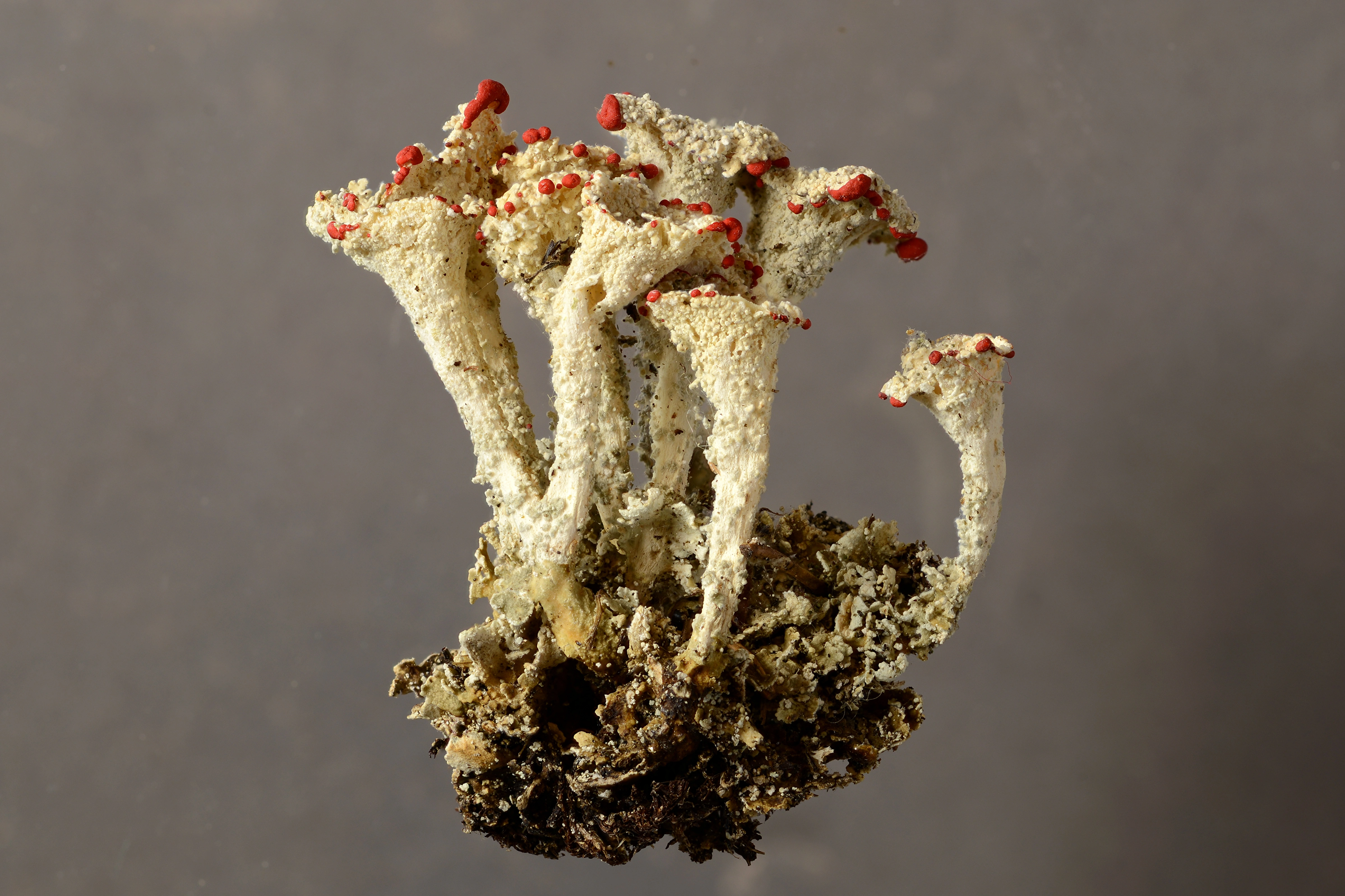 : Cladonia diversa.