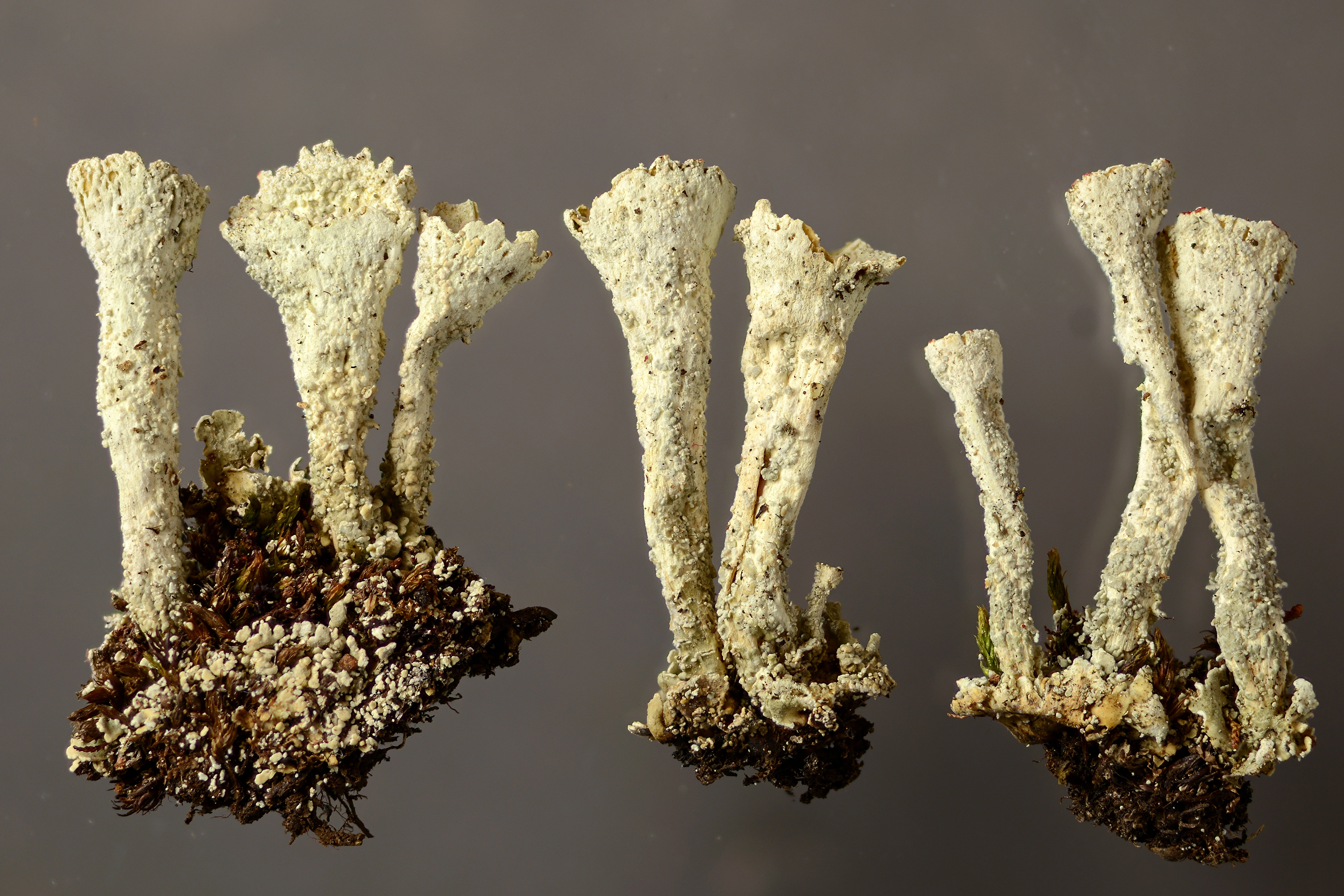 : Cladonia diversa.