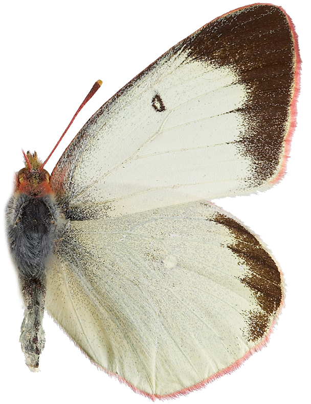 : Colias palaeno.