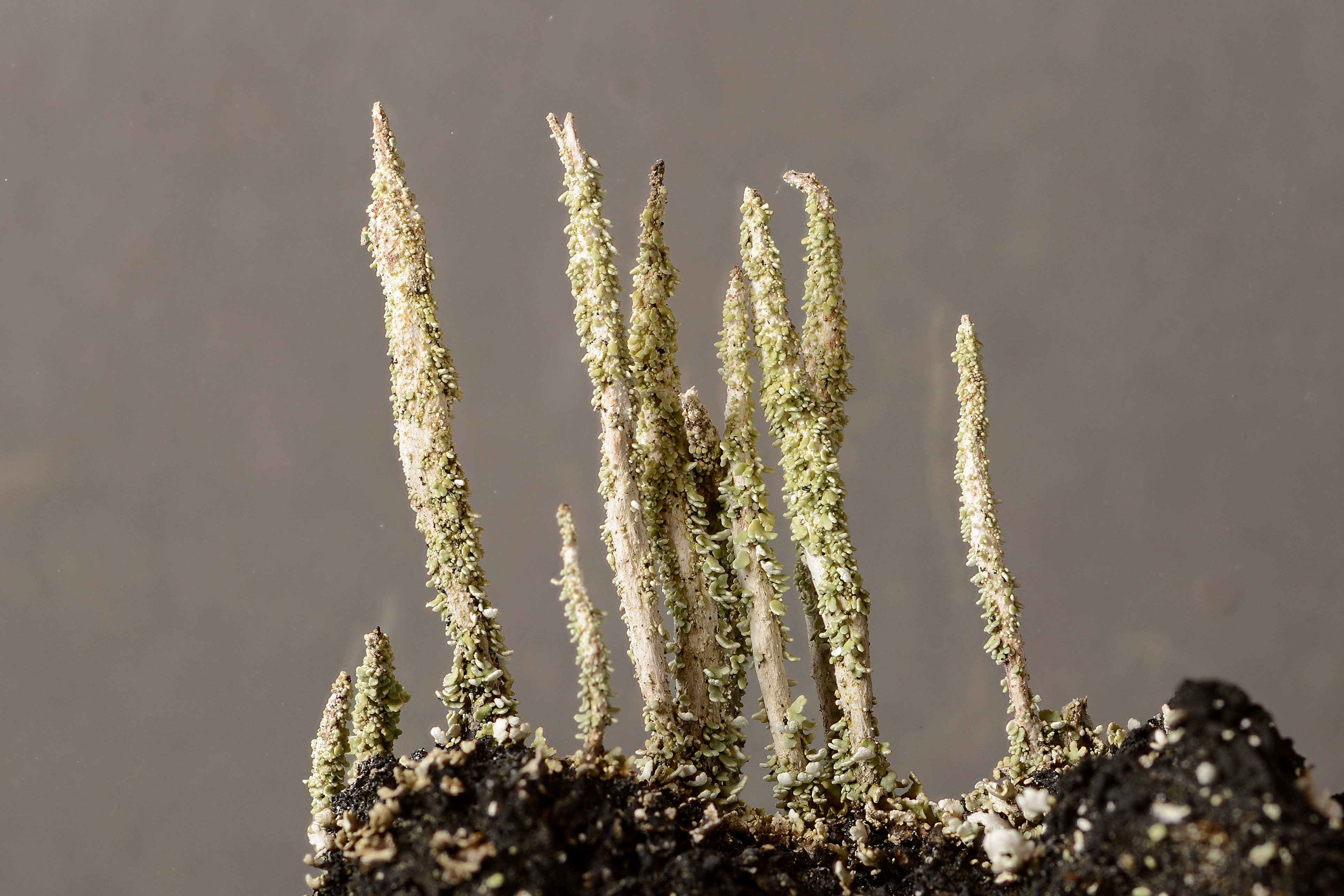 : Cladonia decorticata.