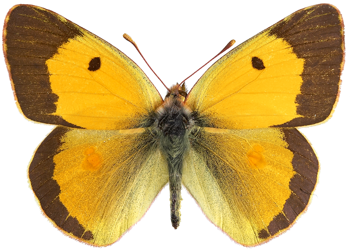 : Colias croceus.