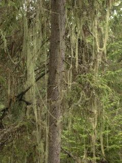 : Usnea longissima.