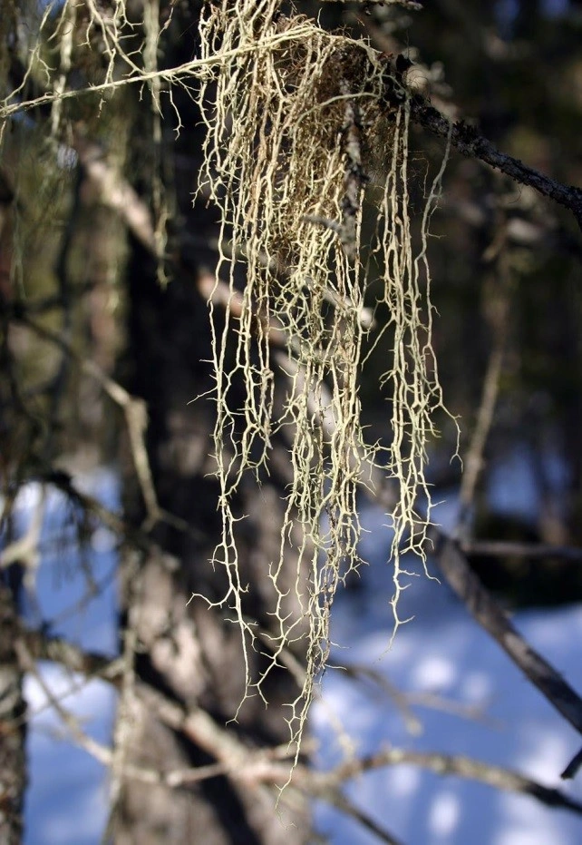 : Evernia divaricata.