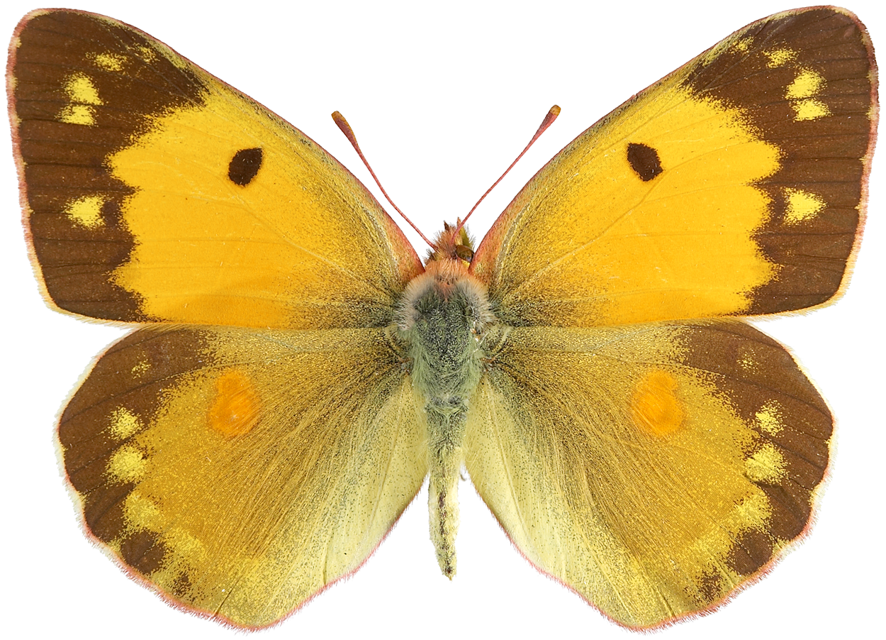 : Colias croceus.