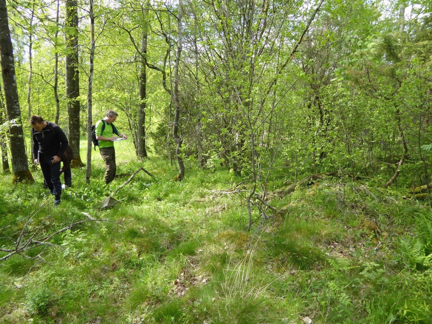 T32-C-3 intermediær eng med mindre hevdpreg.