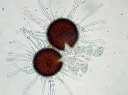 : Erysiphe flexuosa.