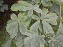 : Erysiphe flexuosa.