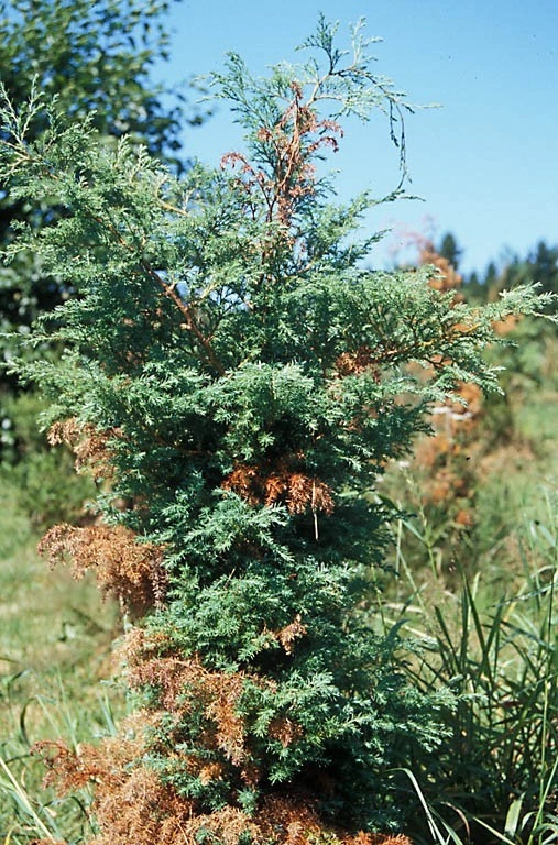 : Phomopsis juniperivora.