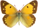 : Colias croceus.