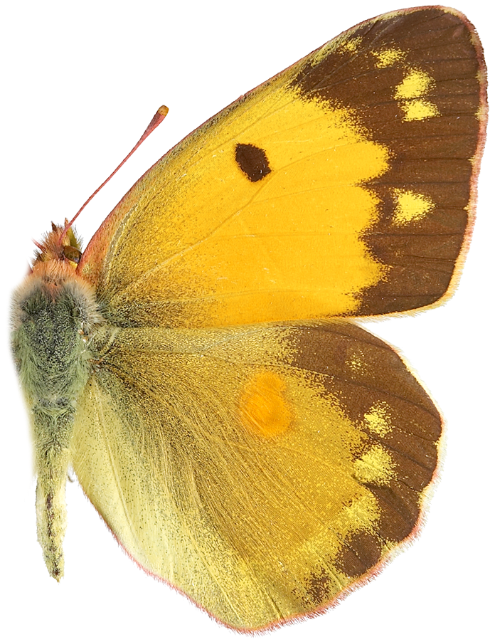 : Colias croceus.