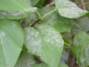 : Erysiphe syringae-japonicae.