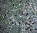 : Erysiphe syringae-japonicae.
