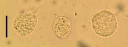 : Myxozoa.