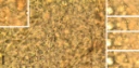 : Sphaerospora.