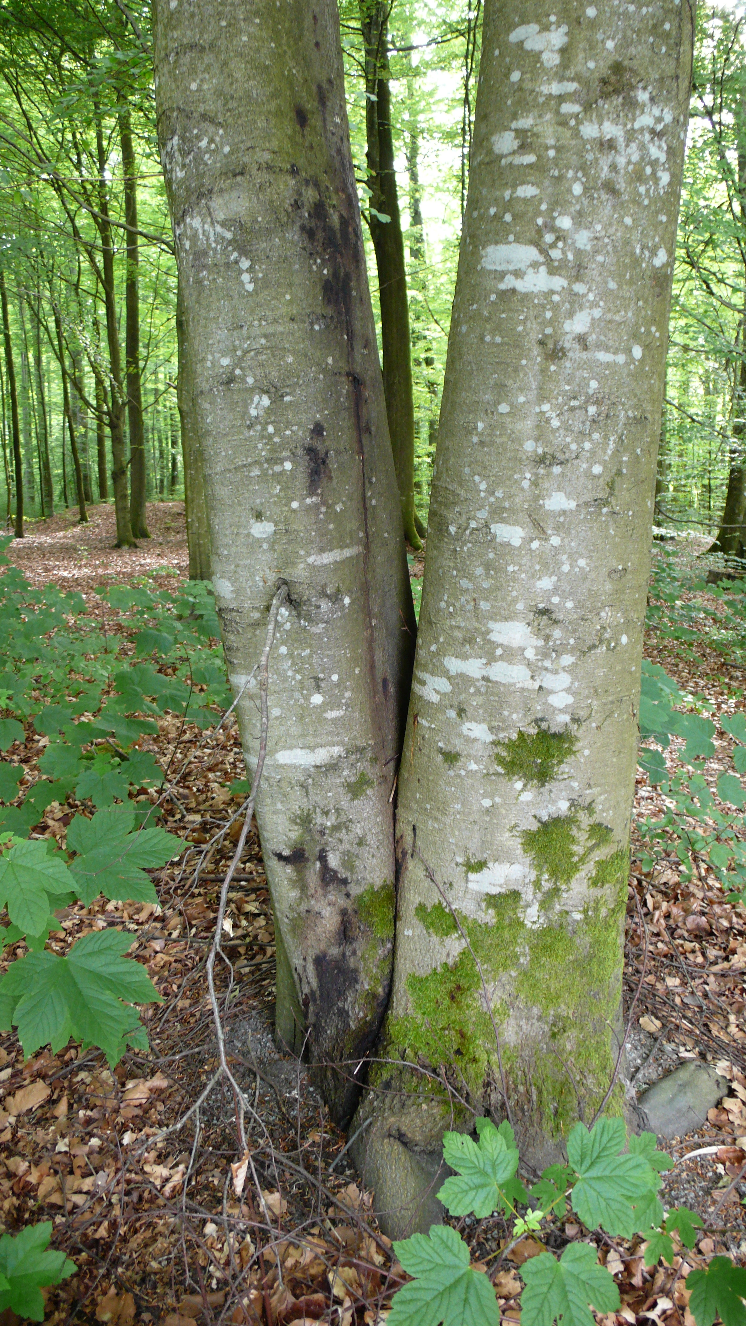 : Phytophthora cambivora.