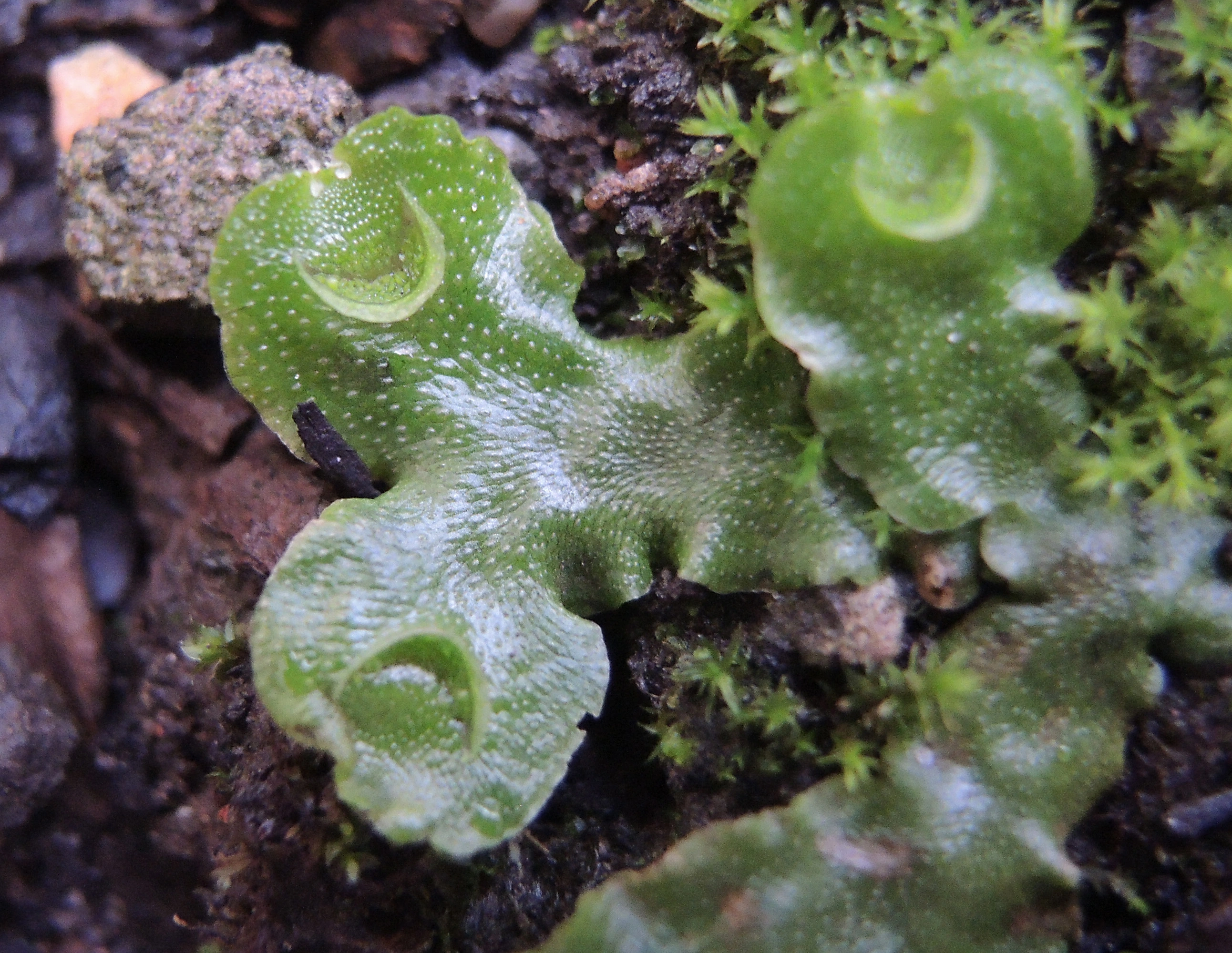 : Lunularia cruciata.