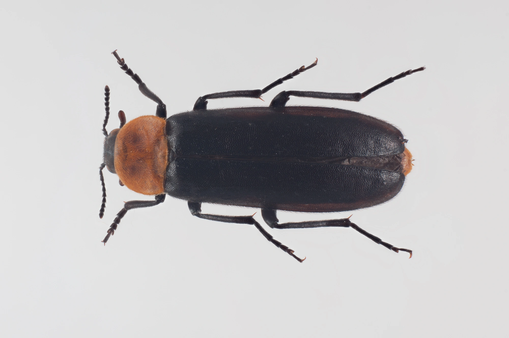 : Phryganophilus ruficollis.