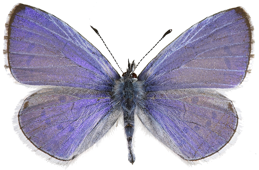 : Celastrina argiolus.