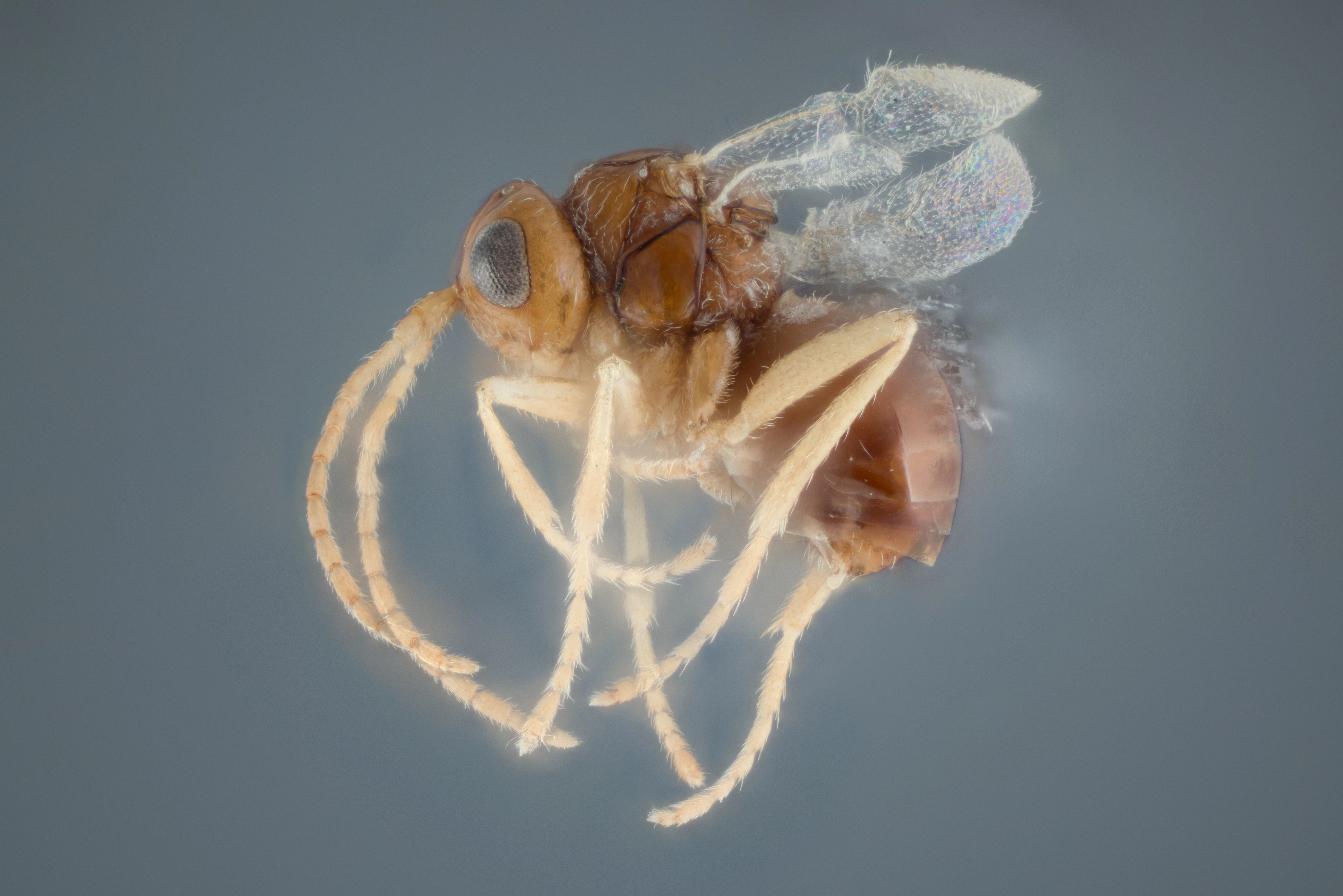 : Alloxysta. : Alloxysta marshalliana.