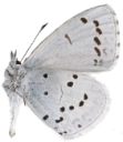 : Celastrina argiolus.