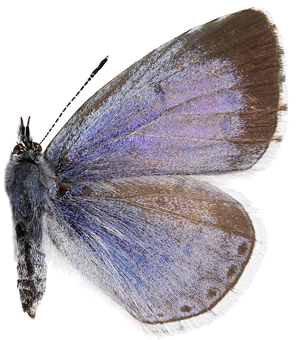 : Celastrina argiolus.