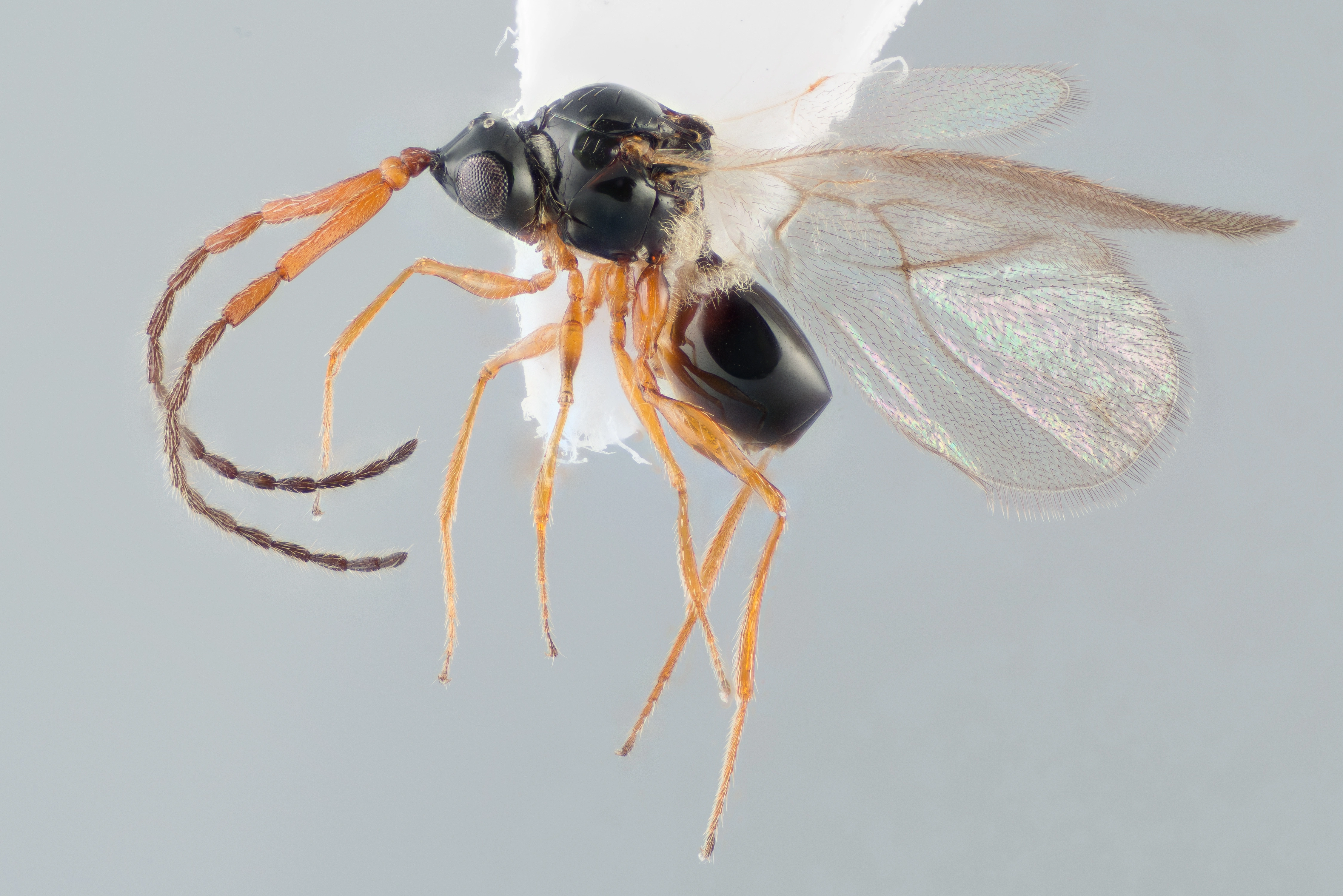 : Glauraspidia microptera.