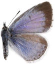 : Celastrina argiolus.